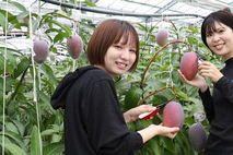 [지금 일본은] 지역 농가에 새로운 활력 불어넣은 망고 ‘아이코우(愛紅)’