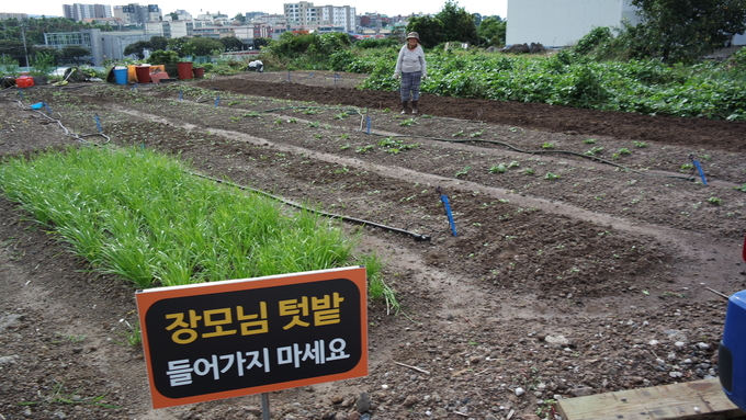 이승재 대표는 매장 뒷편에 위치한 장모님 텃밭에서 재배한 야채를 바로 고객에게 제공한다.
