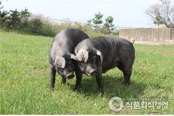 제주 재래돼지