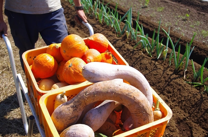 사진=allfarm