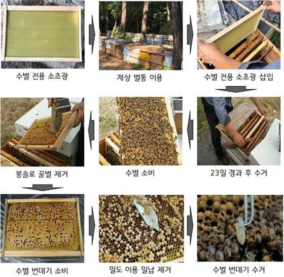 수벌 번데기 채취 과정 / 식품의약품안전처 제공