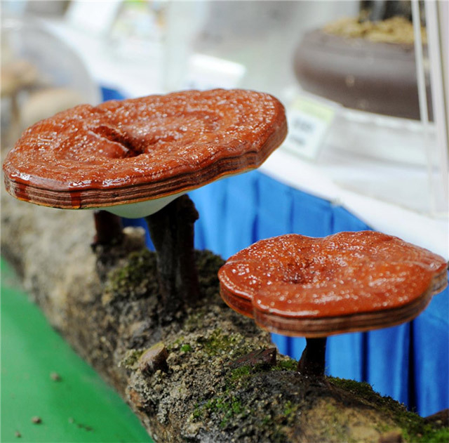 [푸드&라이프] ‘Reishi Mushroom’ helps respiratory and sleep health in winter
