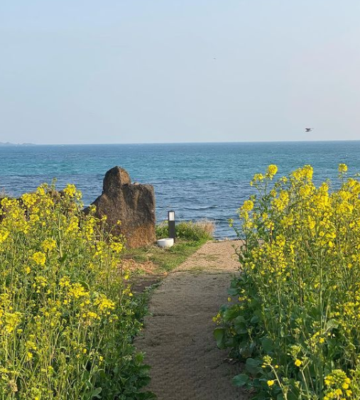 성산봄죽칼국수 신산점 옆에 조성한 유채꽃밭