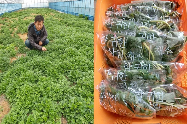 전남도, 해남 김성래 명인 재배