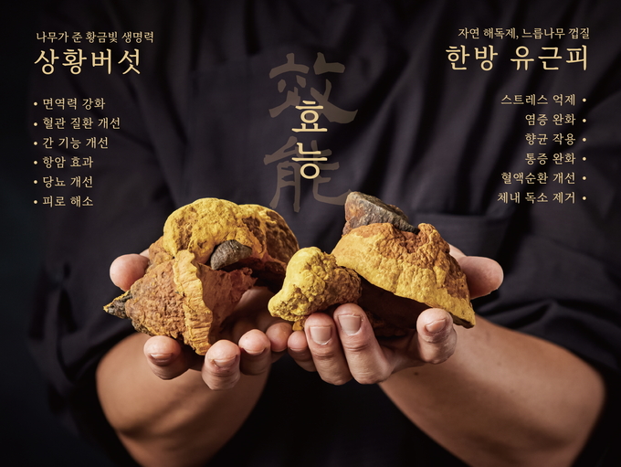 사진=코다리찜에 사용하는 상황버섯과 한방 유근피는 면역력 강화, 항산화, 혈액 순환 개선 등에 도움을 주는 건강 식재료로, 명품어담은 이를 정성껏 달여 깊은 맛과 건강을 함께 담아낸다<br>