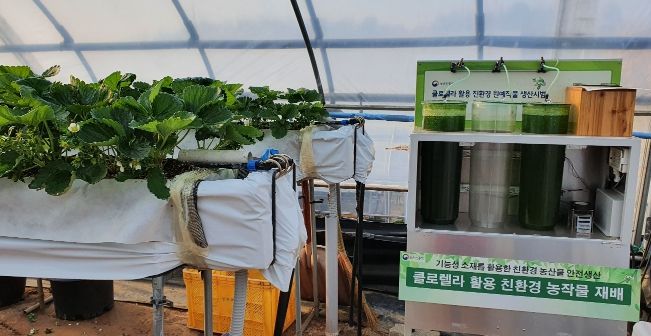 클로렐라 대량배양 최적화 기술