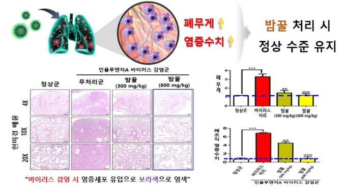 바이러스 감염 전 밤꿀 섭취 시 폐 무게 및 염증 수치 정상 수준 유지