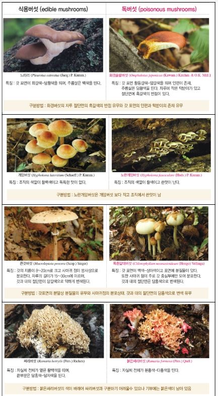 가을철 발생하는 주요 식용버섯과 독버섯