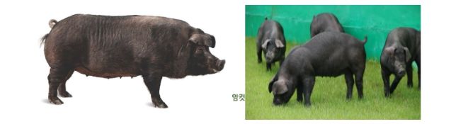 우리흑돈