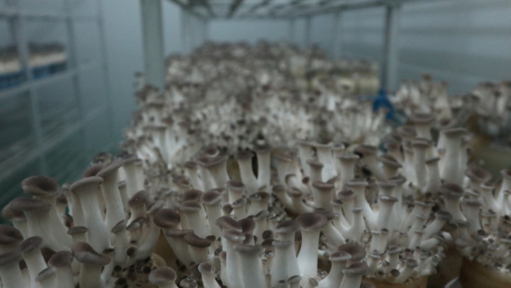 새송이와 느타리가 만났다! 융합버섯 ‘새느’ 개발