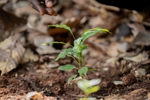 [푸드&라이프] 네슬레코리아, 커피부터 초콜릿까지 지속가능성 선순환 구현 앞장