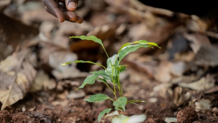 [푸드&라이프] 네슬레코리아, 커피부터 초콜릿까지 지속가능성 선순환 구현 앞장