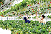 스마트농업으로 딸기산업 선도, 국내 최대 딸기 스마트팜 수출단지, 논산에 들어선다!