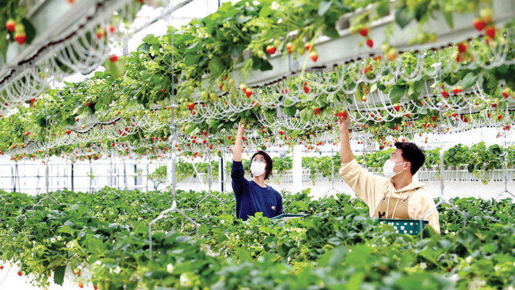 스마트농업으로 딸기산업 선도, 국내 최대 딸기 스마트팜 수출단지, 논산에 들어선다!