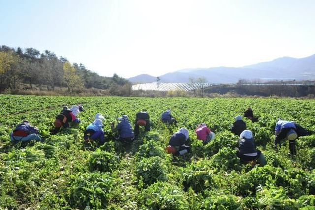 '‘K-식재료'로 주목받는 양구 시래기, 올해 126억 소득 전망