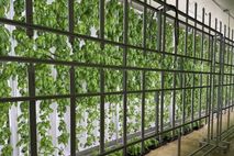 도심형 스마트팜 ‘대전팜’ 확대 추진