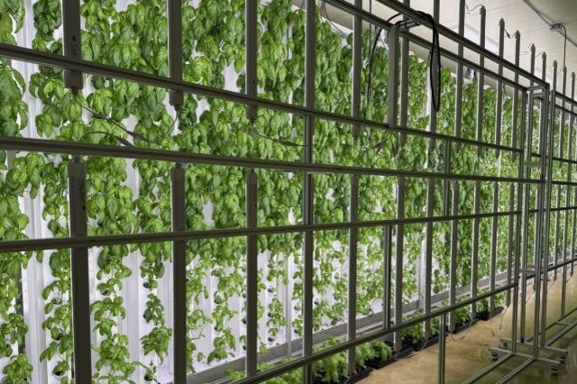 도심형 스마트팜 ‘대전팜’ 확대 추진