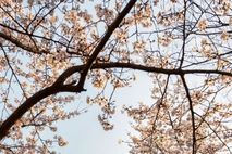 나만 알고 싶은 숨은 명소부터 이색 섬 투어까지… 인천 봄꽃 지도 완전 정복