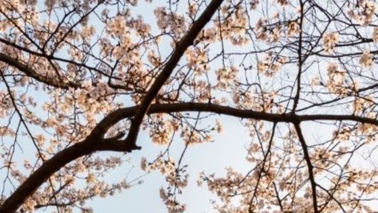 나만 알고 싶은 숨은 명소부터 이색 섬 투어까지… 인천 봄꽃 지도 완전 정복