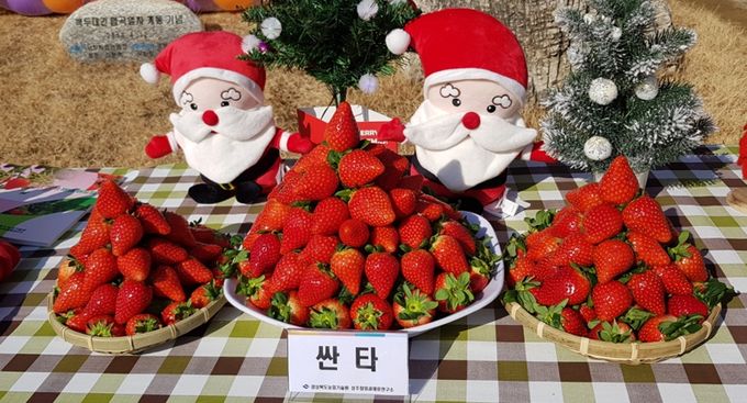 경북 딸기가 해냈다! 국내 최초 로열티 받는“싼타”