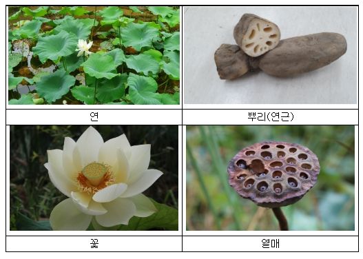 연(蓮)