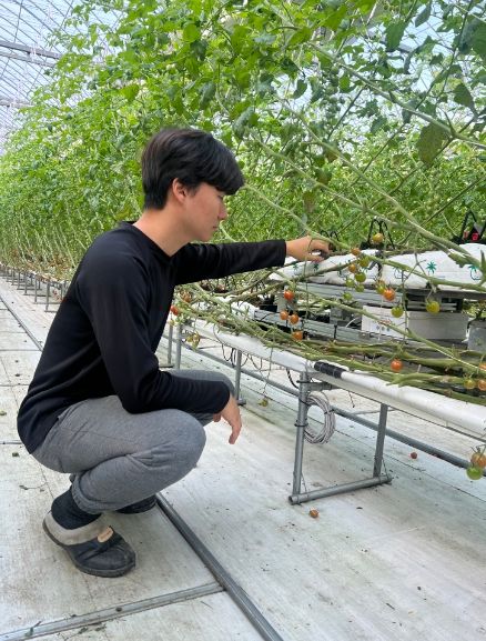 2023년 청년농업인4H회원 신규영농정착 시범사업에 참여한 한 농업인이 토마토를 수확하고 있다