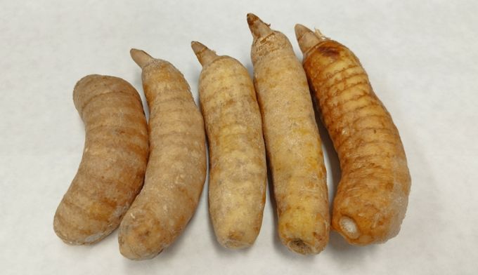 마 - 고혈압, 두통, 마비, 신경성 질환에 효능이 알려진 난과의 약용작물