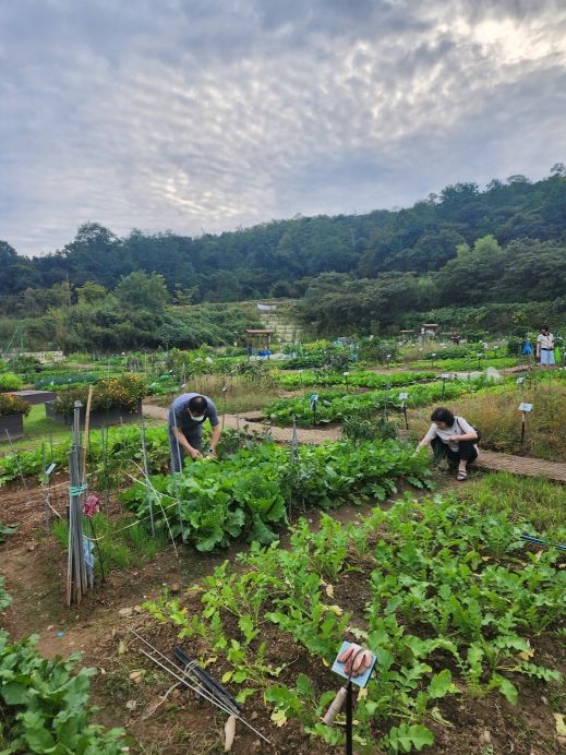 지난해 강감찬텃밭에서 작물을 수확하는 구민들의 모습