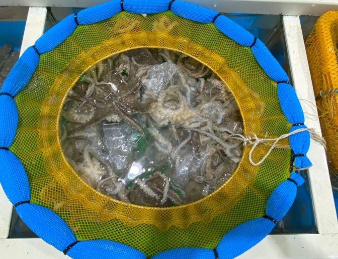 미식 여행지 고흥, 주꾸미·봄 도다리 맛집으로