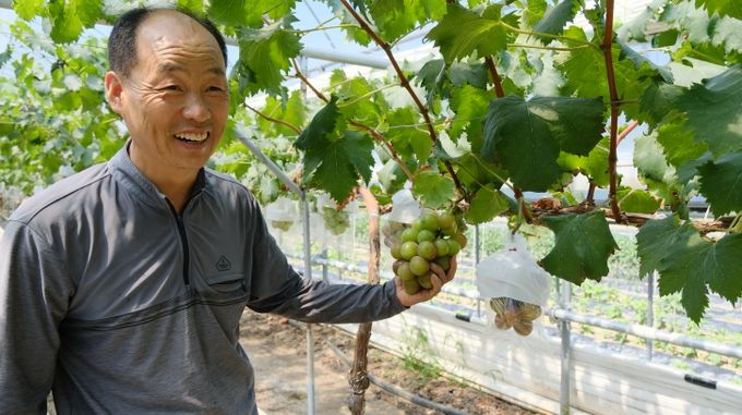 충북 영동에서 ‘루비로망 포도’ 양액베드 재배 성공
