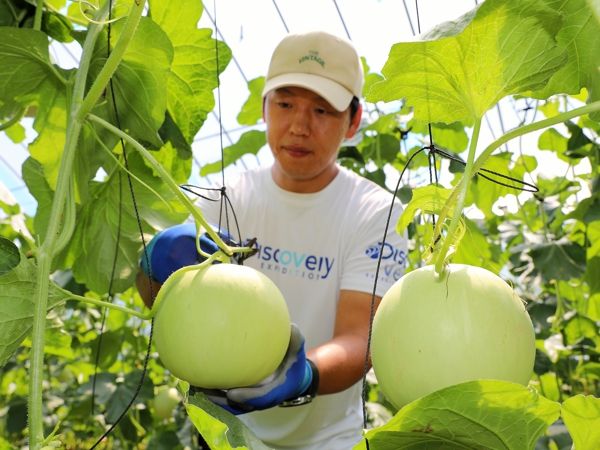 인제 꿀찬멜론 본격 출하, ‘여름을 부탁해!’