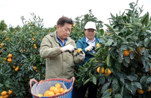 감귤 조수입 1조원 시대 지킨다…제주도, 품질관리 강화