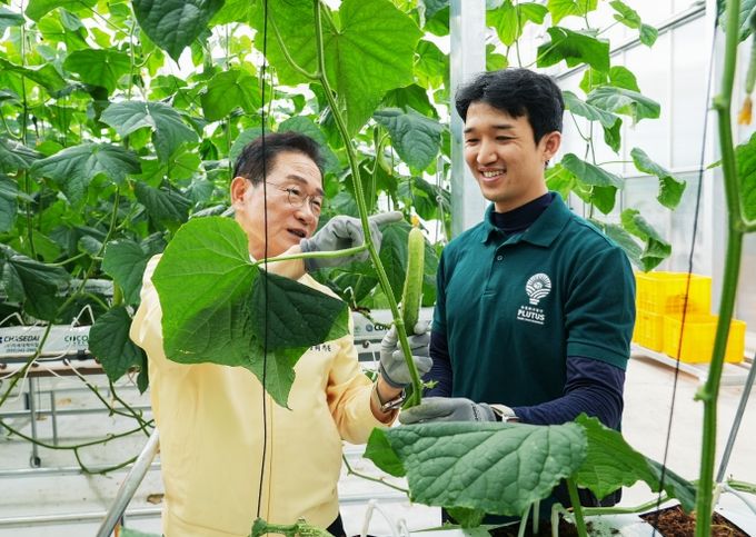 9일 지역특화 임대형 스마트팜에 입주한 청년농업인이 오이 첫 수확을 시작했다.