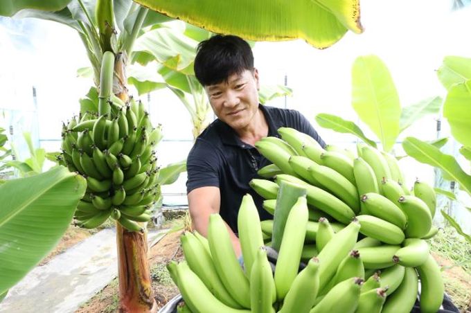 정읍 정우면서 바나나 재배 성공… 미래 농업 새 소득원 부상