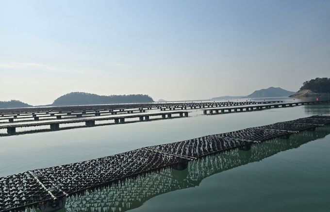 김-고흥 도화면 김 양식장